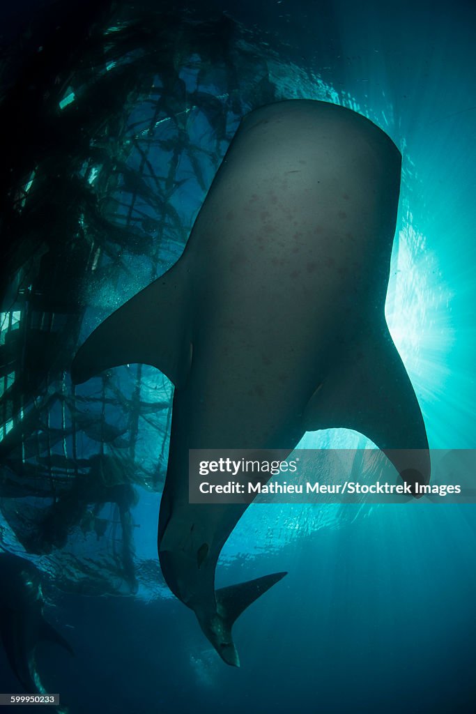 Whale shark swimming up to the surface, silhouetted against sunrays.