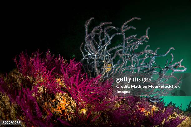 brightly colored soft coral, dibba, oman. - arabian sea underwater stock pictures, royalty-free photos & images