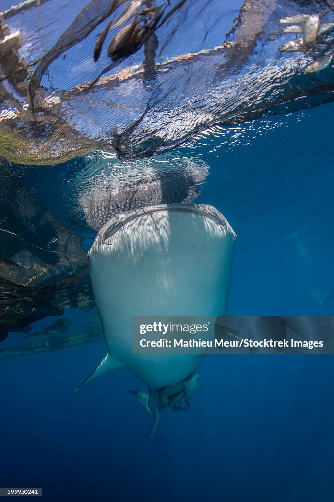 Whale shark swimming under bagan and fishing nets.