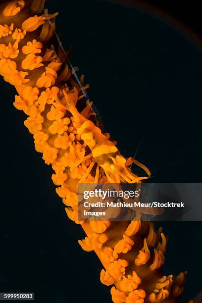 orange sea whip shrimp. - corallimorpharia stock pictures, royalty-free photos & images