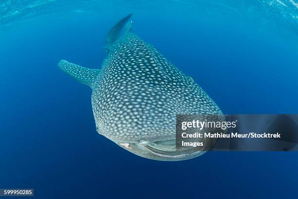 whale shark descending to the depths with mouth wide open. - cenderawasih bay stock pictures, royalty-free photos & images