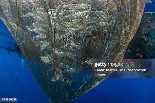 fishing net with silvery and golden fish inside, cenderawasih bay, west papua, indonesia. - west papua (cenderawasih bay) stock pictures, royalty-free photos & images