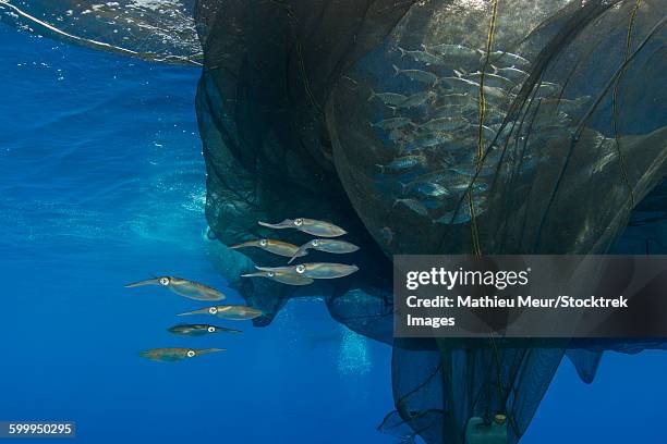 group of squids in formation near fishing net. - cenderawasih bay stock pictures, royalty-free photos & images