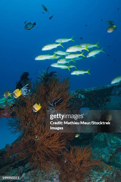 yellow butterflyfish and school of goatfish over black coral bush on a small wreck. - corallimorpharia stock pictures, royalty-free photos & images