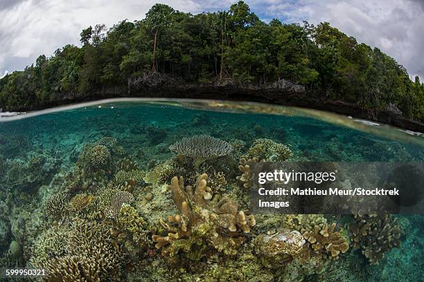 split image of shallow hard coral reef in front of island with virgin forest. - corallimorpharia stock pictures, royalty-free photos & images