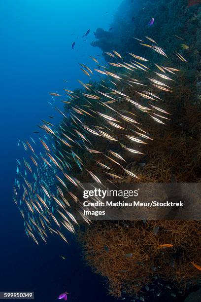 large school of razorfish swimming over black coral bush - corallimorpharia stock pictures, royalty-free photos & images