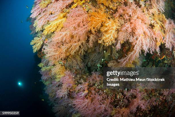 diver in the distance shining his torch onto brightly colored forests of soft coral. - corallimorpharia stock pictures, royalty-free photos & images