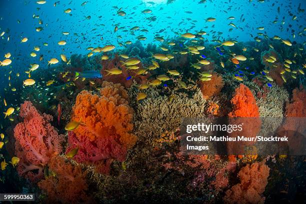 school of anthias fish swimming over colorful soft coral, philippines. - corallimorpharia stock pictures, royalty-free photos & images