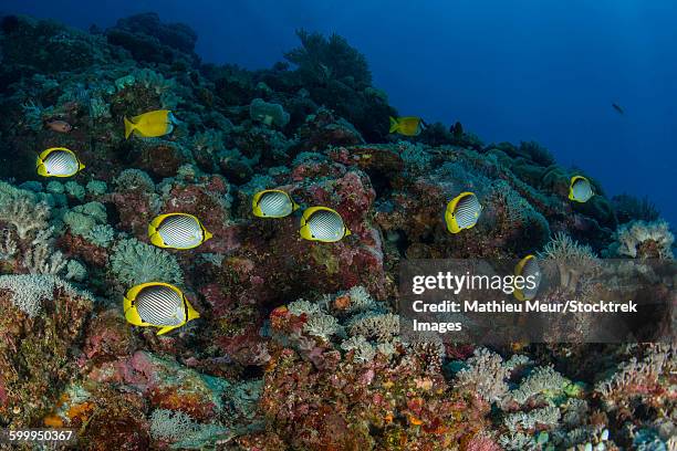 school of butterflyfish and rabbit fish over colorful reef. - rabbitfish stock pictures, royalty-free photos & images