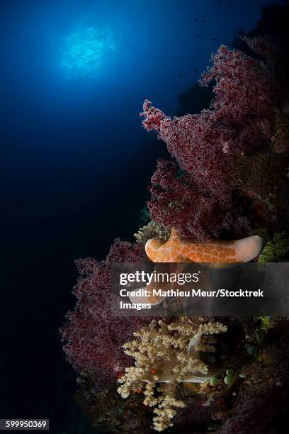 orange sea star over reddish and beige soft coral. - corallimorpharia stock pictures, royalty-free photos & images