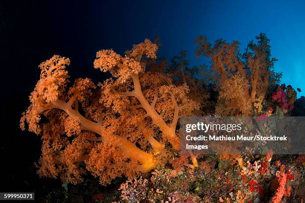massive orange soft coral bush, cebu, philippines. - corallimorpharia stock pictures, royalty-free photos & images