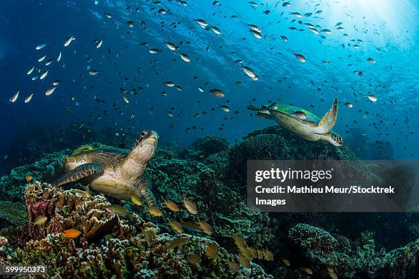 school of green chromis swimming over a couple of green turtles. - corallimorpharia stock pictures, royalty-free photos & images