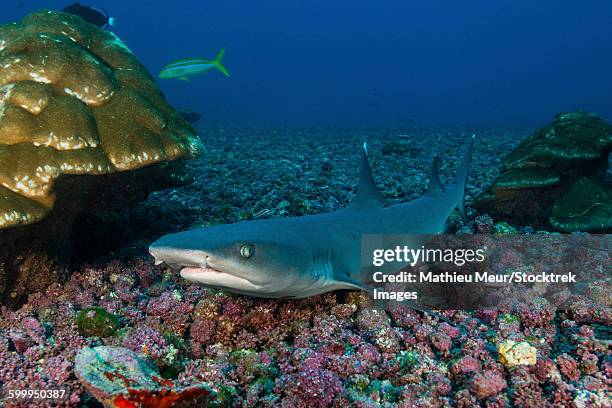 resting whitetip reef shark over field of pink porites coral, cocos island, costa rica. - corallimorpharia stock pictures, royalty-free photos & images