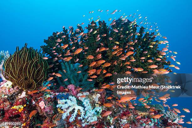school of anthias fish swimming over a colorful reef. - corallimorpharia stock pictures, royalty-free photos & images