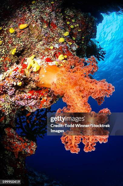 soft coral seascape, fiji. - corallimorpharia stock pictures, royalty-free photos & images