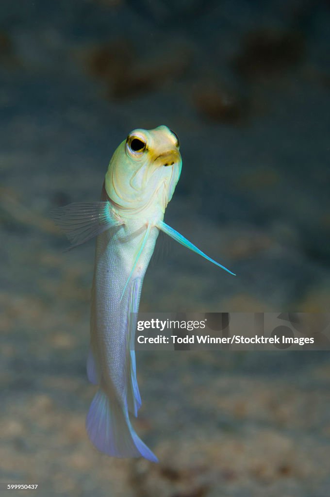 Yellowhead jawfish, Belize.