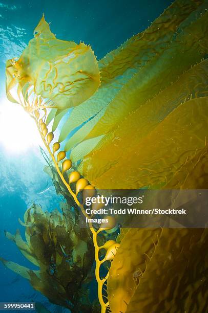 giant kelp, catalina island, california. - kelp stock-fotos und bilder