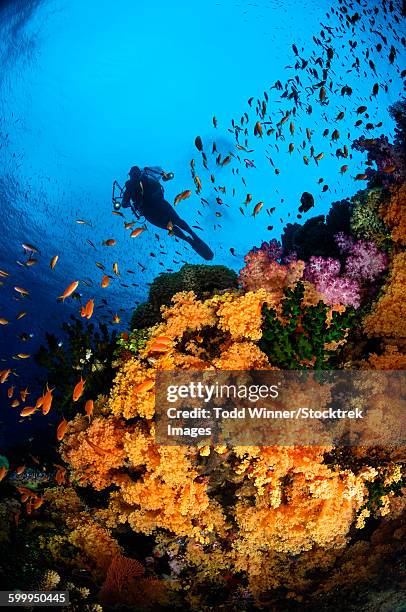 diver and soft coral, fiji. - corallimorpharia stock pictures, royalty-free photos & images