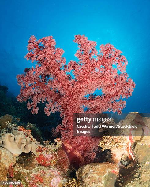 red soft coral, australia. - corallimorpharia stock pictures, royalty-free photos & images