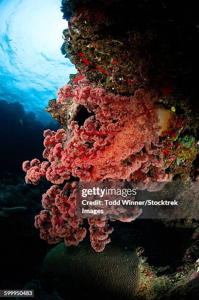 soft coral, fiji. - corallimorpharia stock pictures, royalty-free photos & images