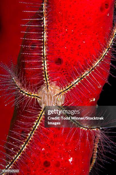 brittle star on sponge, belize. - ophiotrix spiculata fotografías e imágenes de stock