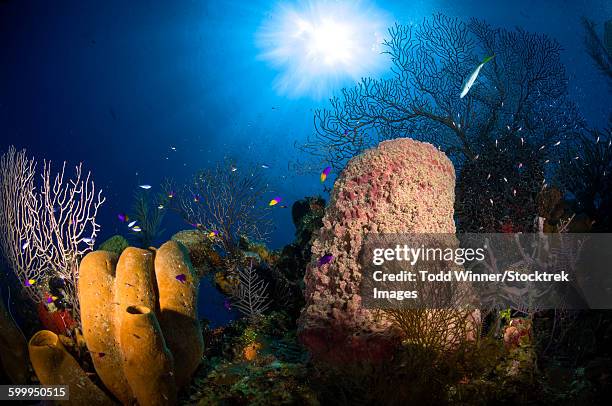 coral and sponge reef, belize. - belize stock pictures, royalty-free photos & images