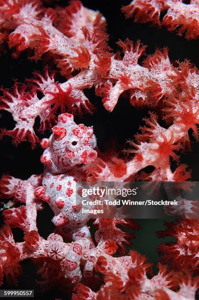 pygmy seahorse, indonesia. - sea horse stock pictures, royalty-free photos & images