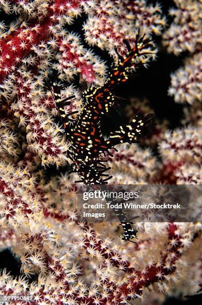 ornate ghost pipefish, fiji. - spicule stock pictures, royalty-free photos & images