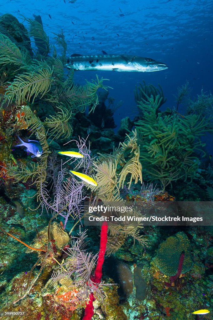 Great barracuda, Belize.