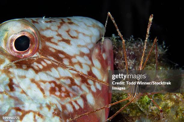 arrow crab and parrotfish, belize. - ノコギリイッカクガニ ストックフォトと画像