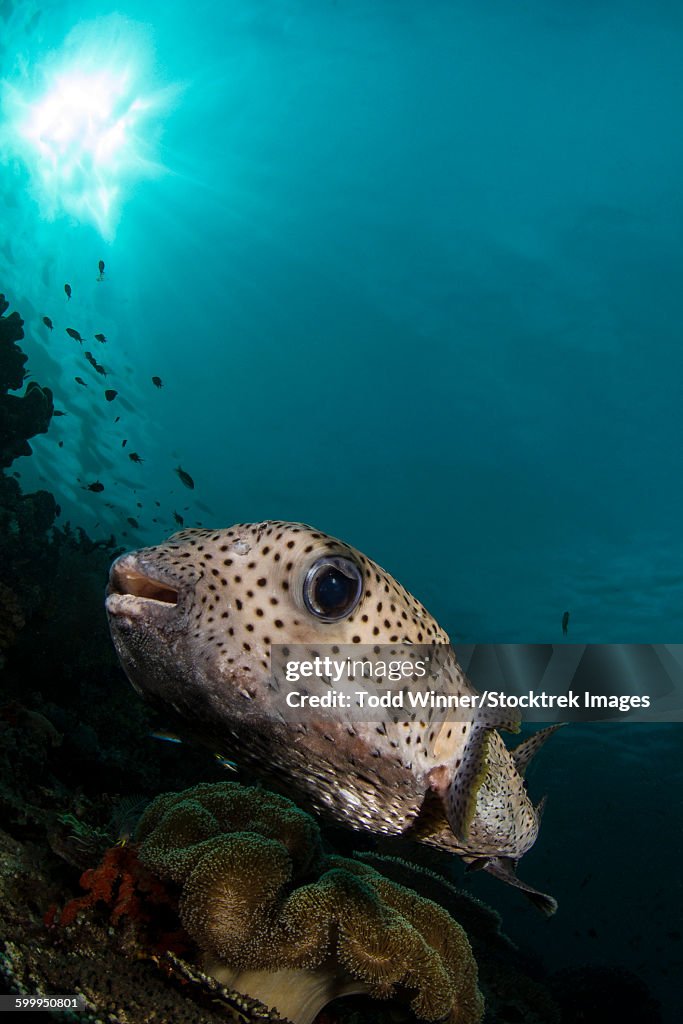 Wide-angle image of pufferfish, Raja Ampat, Indonesia.