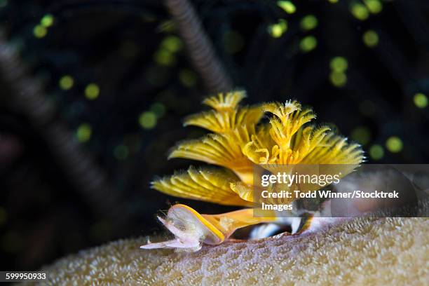 christmas tree worm in raja ampat, indonesia. - spicule stock pictures, royalty-free photos & images