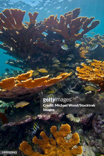 tropical fish take refuge amongst elkhorn coral. - key largo ストックフォトと画像