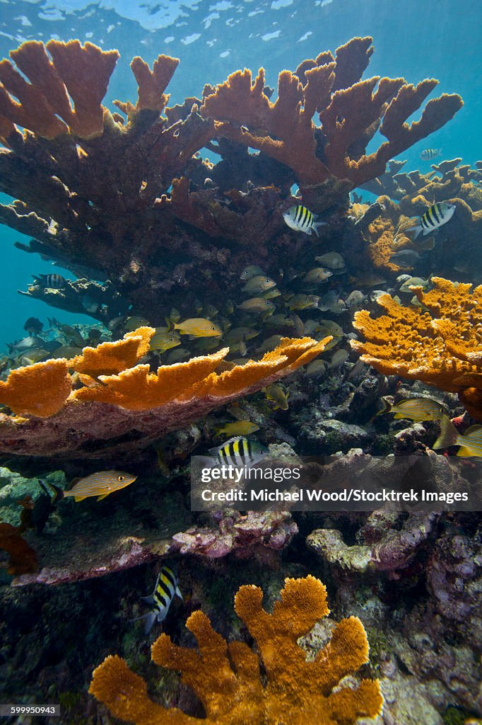 Tropical fish take refuge amongst Elkhorn Coral.