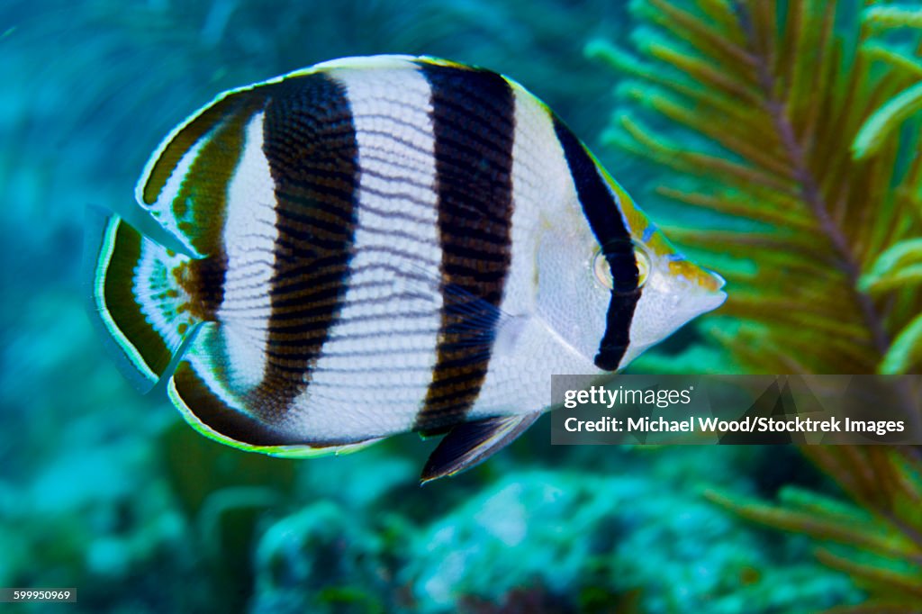 Close-up of a Banded Butterflyfish.