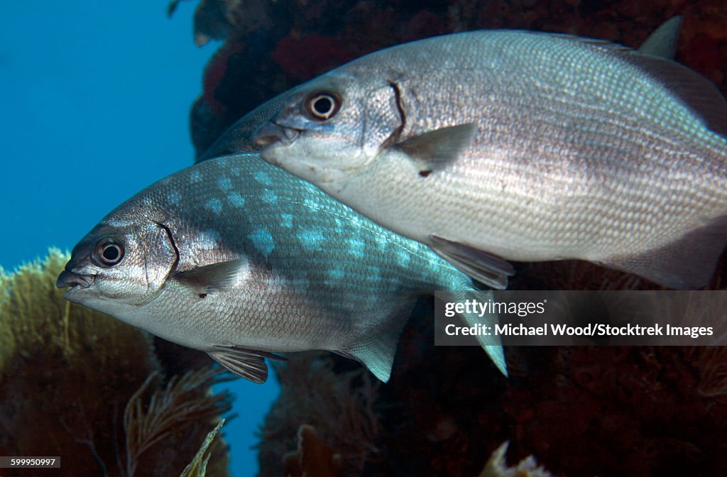 A pair of Bermuda Sea Chubs, Key Largo, Florida.