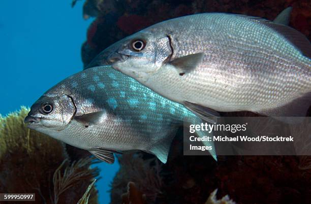 a pair of bermuda sea chubs, key largo, florida. - bermuda chub stock pictures, royalty-free photos & images