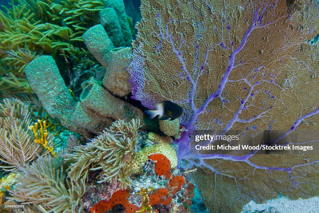 A bi-color damselfish amongst the coral reef, Key Largo, Florida.