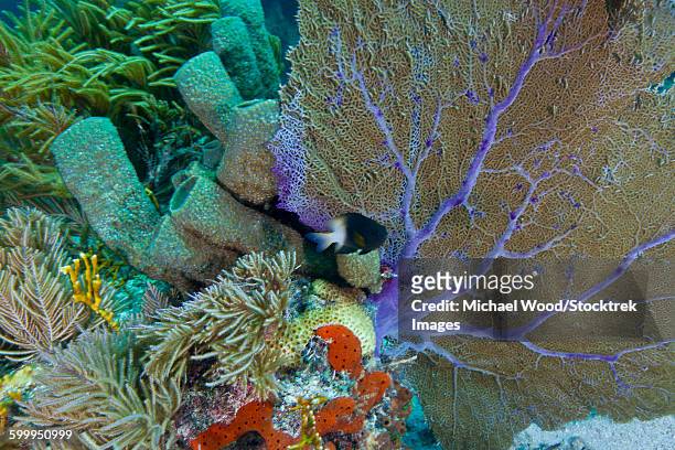 a bi-color damselfish amongst the coral reef, key largo, florida. - millepora alcicornis stock pictures, royalty-free photos & images