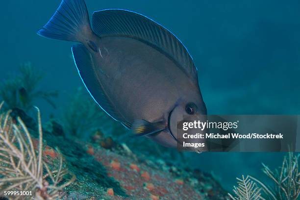 a blue tang surgeonfish, key largo, florida. - atlantic blue tang stock pictures, royalty-free photos & images