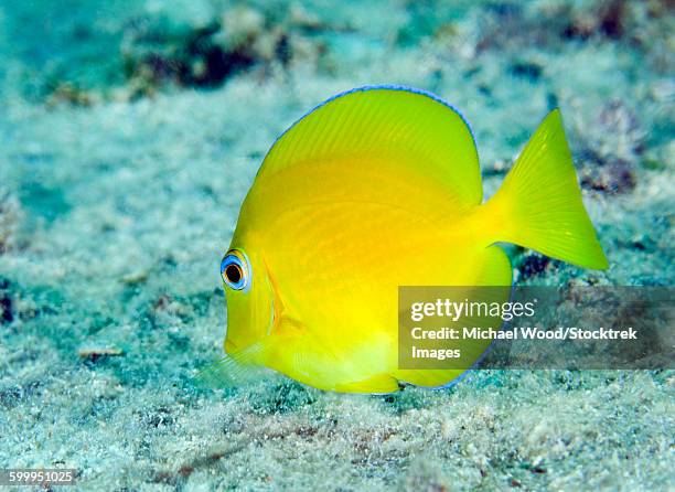 a juvenile blue tang searching for food, key largo, florida. - atlantic blue tang stock pictures, royalty-free photos & images