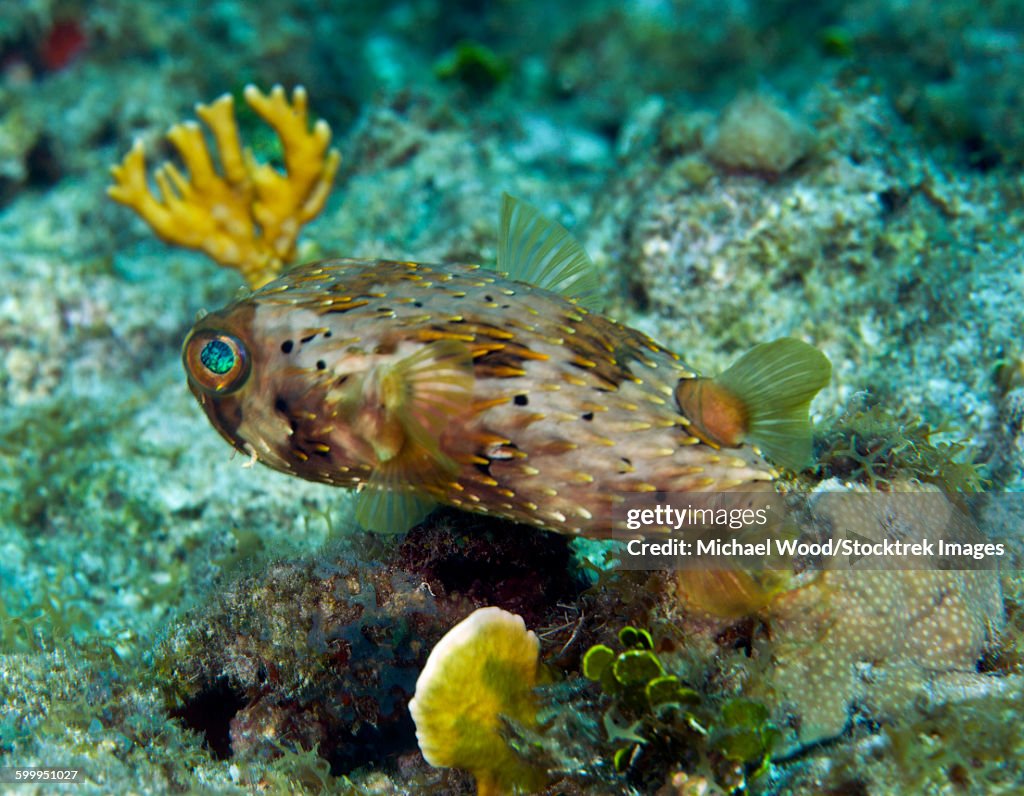 A Long-Spined Porcupinefish, Key Largo, Florida.