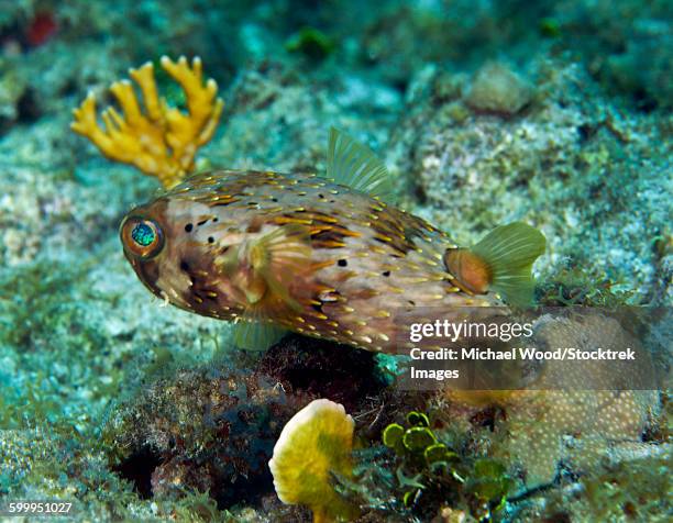 a long-spined porcupinefish, key largo, florida. - long spined porcupinefish stock pictures, royalty-free photos & images