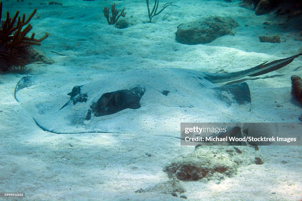 A large Southern Stingray covered in sand, Key Largo, Florida.