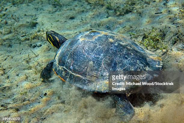 a red-bellied cooter turtle on the sandy bottom of morrison springs. - emídidos fotografías e imágenes de stock