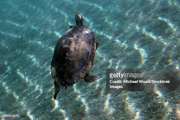 a red-bellied cooter turtle swims to the surface for air. - emídidos fotografías e imágenes de stock