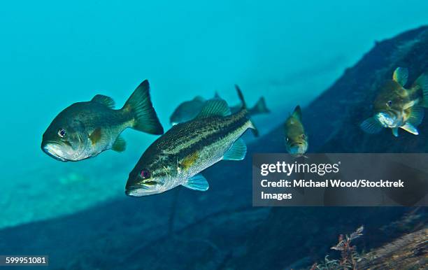 a gang of largemouth bass swimming upstream. - sunfish stock-fotos und bilder