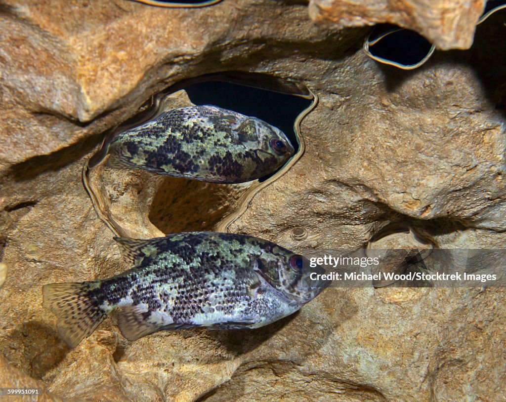 A Shadow Bass hovers motionless at the top of the Morrison Springs cavern.