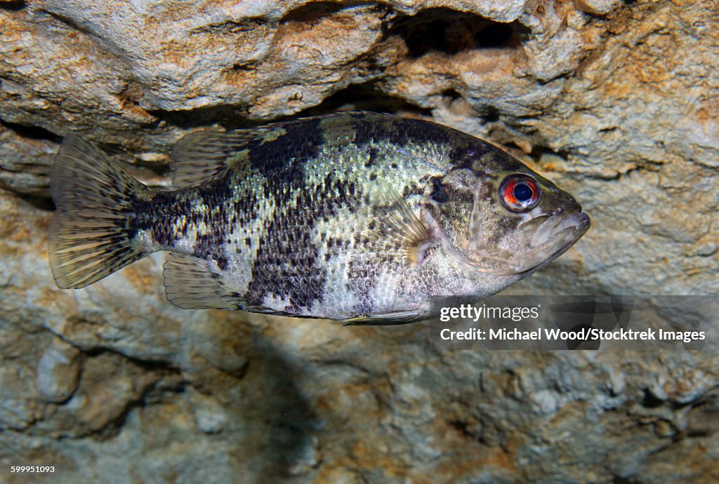 A Shadow Bass hovers motionless at the top of the Morrison Springs cavern.