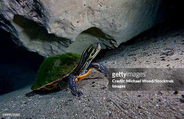 a peninsula cooter turtle on the sandy bottom of morrison springs cavern. - emídidos fotografías e imágenes de stock
